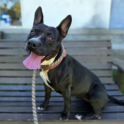 *MADRID - Pit Bull Terrier / Bull Terrier available for adoption
