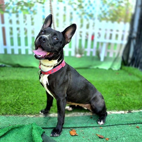 *MADRID - Pit Bull Terrier / Bull Terrier available for adoption
