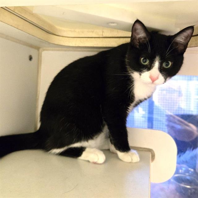 *ROSIE - Domestic Short Hair available for adoption