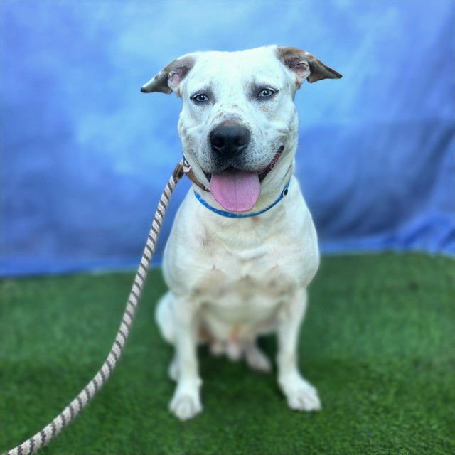 *LUNCHABLES - American Bulldog / Australian Cattle Dog/Blue Heeler available for adoption