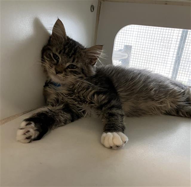 KITTEN 7 Image