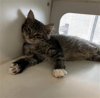 KITTEN 7 - Photo 1