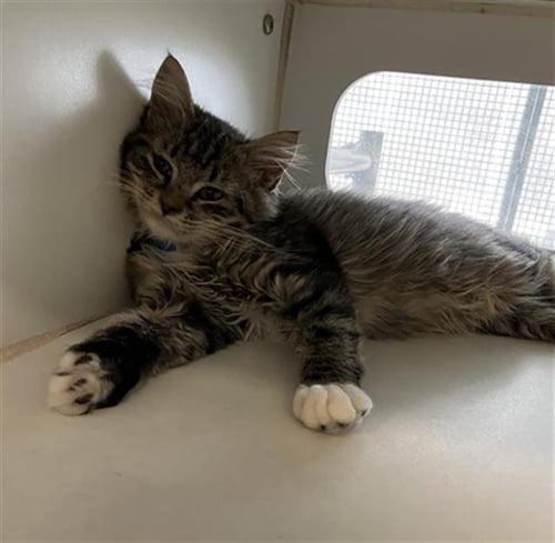 KITTEN 7 - Domestic Short Hair available for adoption