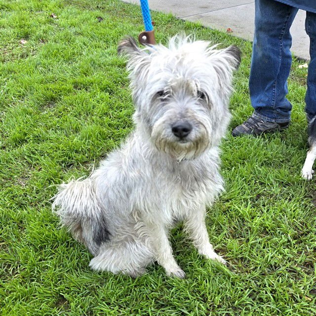*TOBIAS - Miniature Schnauzer / West Highland White Terrier Westie available for adoption