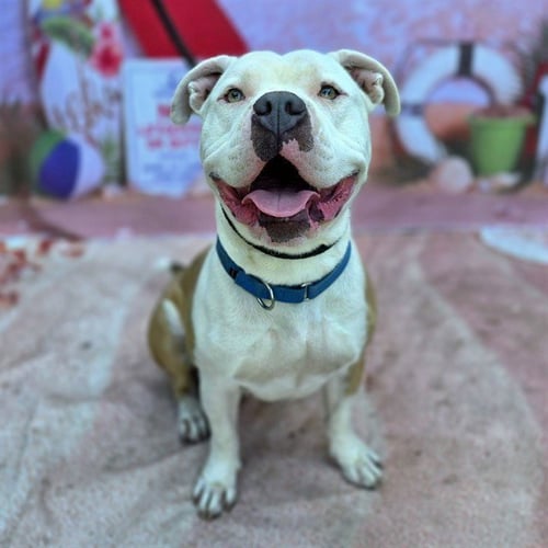 *MR WORLDWIDE - Pit Bull Terrier available for adoption