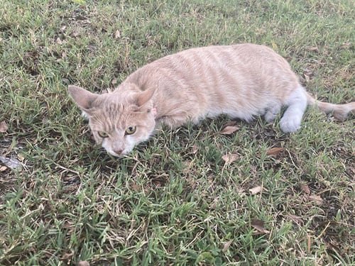 *PUMPKIN SPICE - Domestic Short Hair available for adoption