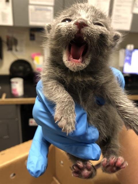 *OSCAR - Domestic Short Hair available for adoption