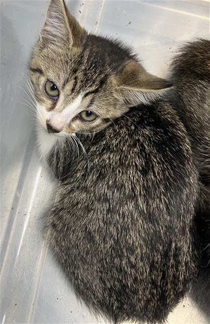 *MUFFIN - Domestic Short Hair available for adoption