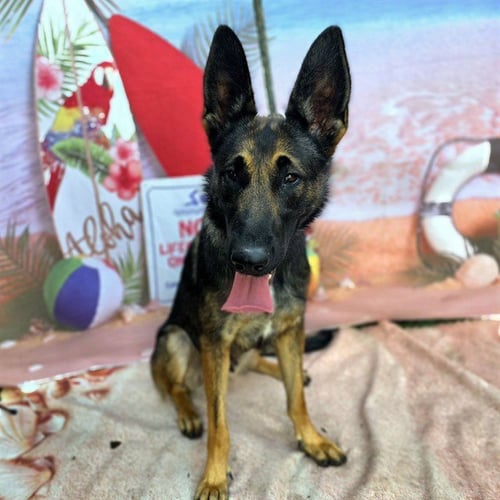 *CHLOE - German Shepherd Dog available for adoption