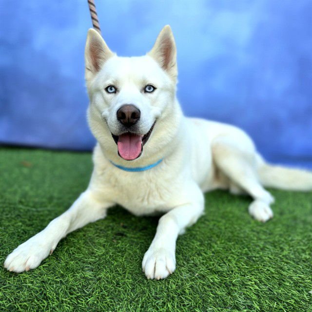 *SKY - Siberian Husky available for adoption