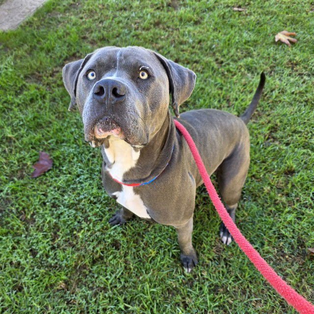 ROCKY - Pit Bull Terrier available for adoption