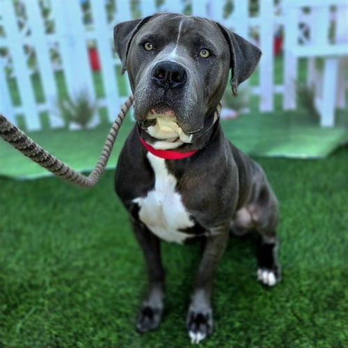 ROCKY - Pit Bull Terrier available for adoption