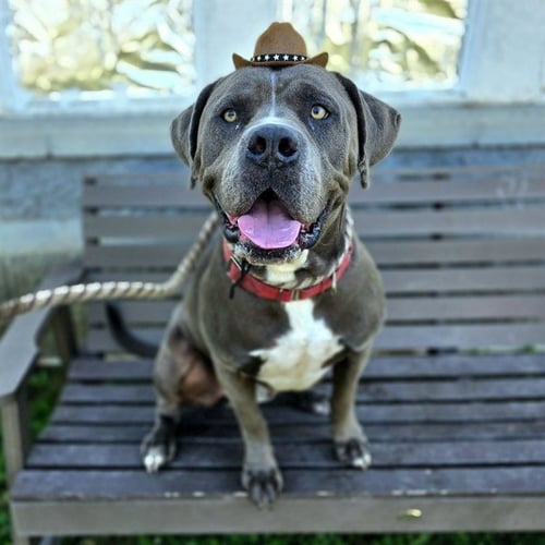 ROCKY - Pit Bull Terrier for adoption in Long Beach