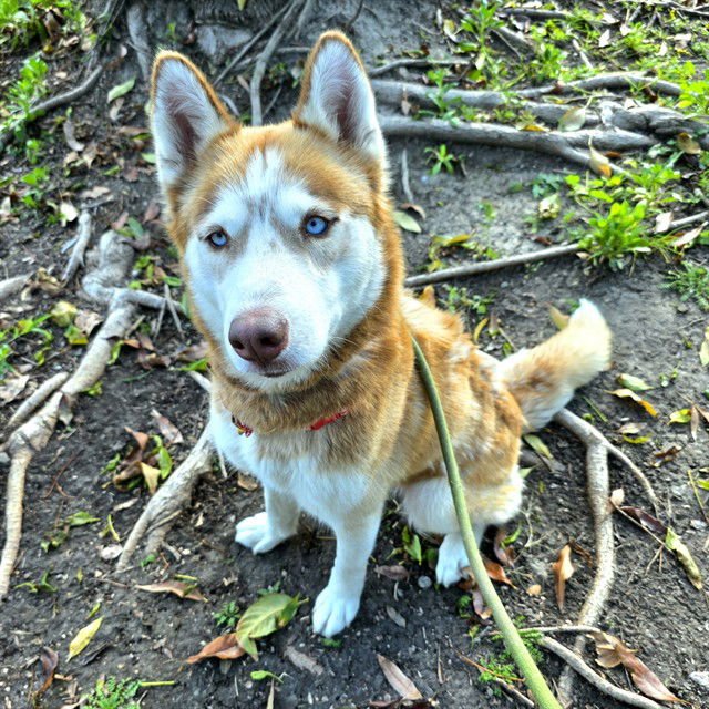 *GINGER - Siberian Husky available for adoption