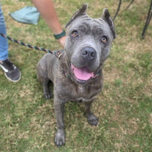 BENTLEY - Mastiff available for adoption