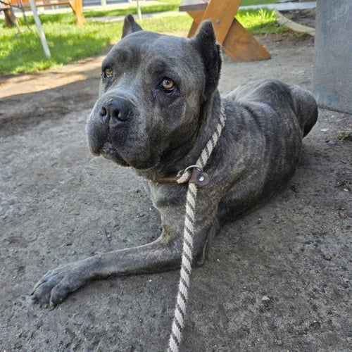 BENTLEY - Mastiff available for adoption
