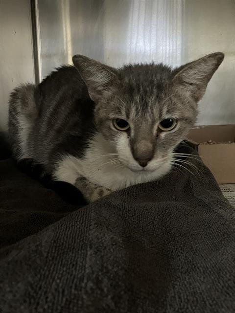 *ADAM - Domestic Short Hair available for adoption