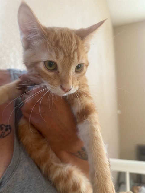 *HERB - Domestic Short Hair available for adoption