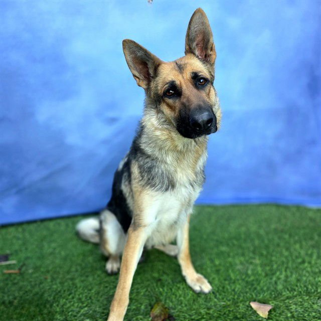 *STELLA ROSE - German Shepherd Dog available for adoption