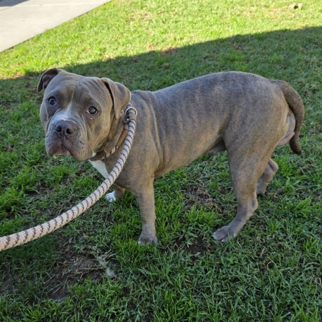 *MARIPOSA - Pit Bull Terrier available for adoption