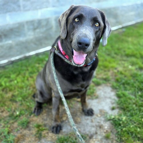 *TRUFFLE - Labrador Retriever available for adoption