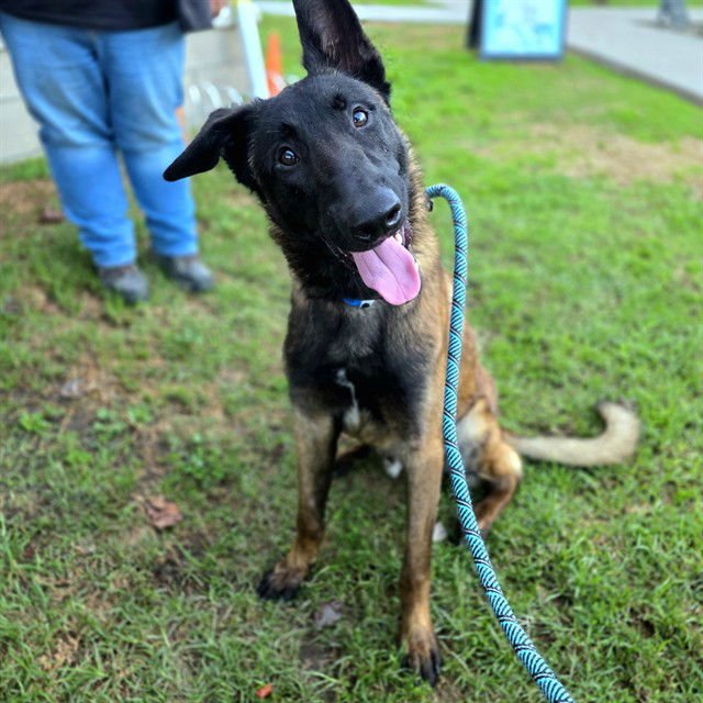 *HUDSON - Belgian Shepherd Malinois available for adoption