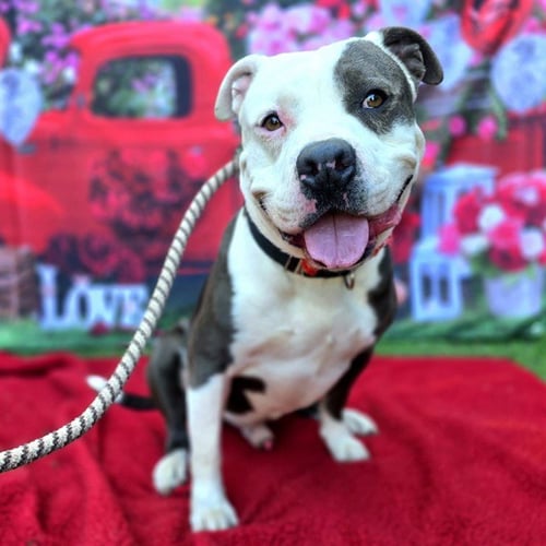*RALLY - Pit Bull Terrier available for adoption