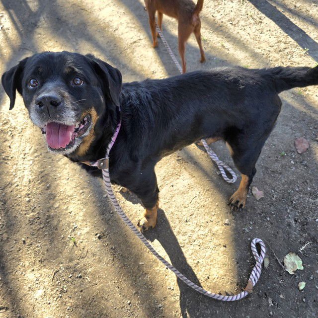 *MARIGOLD - Rottweiler available for adoption