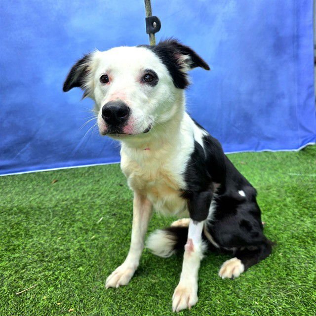SPOTTY - Border Collie available for adoption