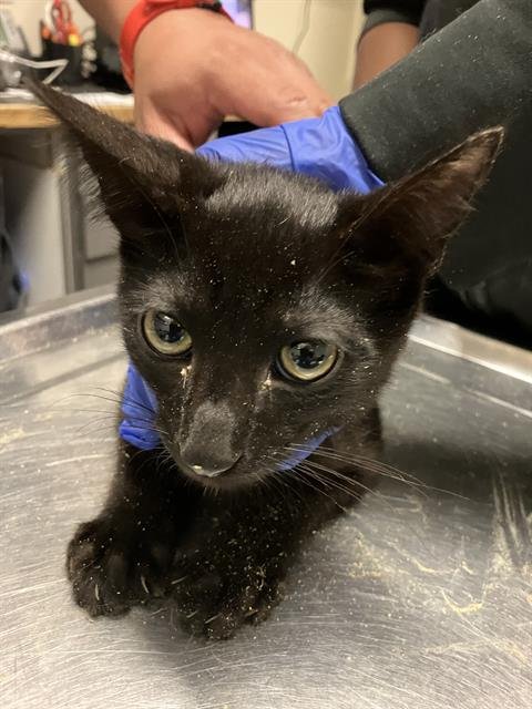 *CHAOS - Domestic Short Hair available for adoption