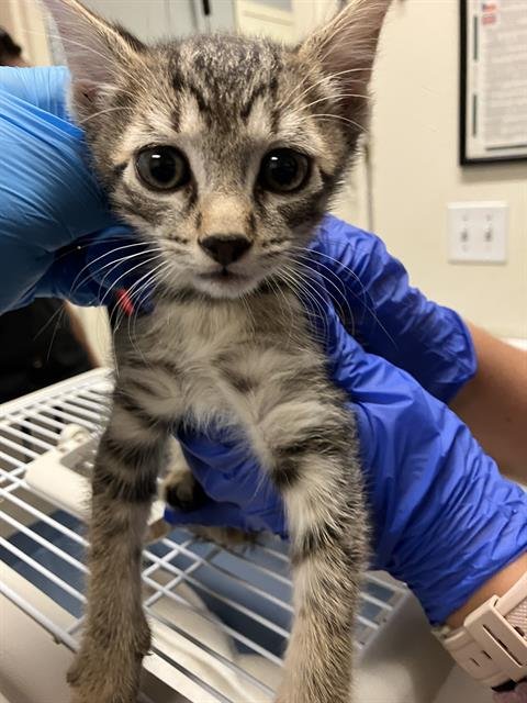 *CHASE - Domestic Short Hair available for adoption