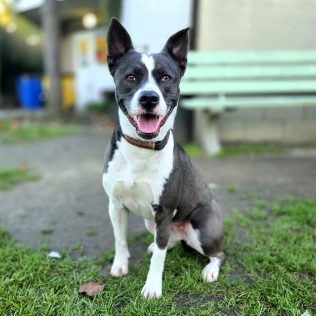 *COZY - Australian Cattle Dog/Blue Heeler / Pit Bull Terrier available for adoption