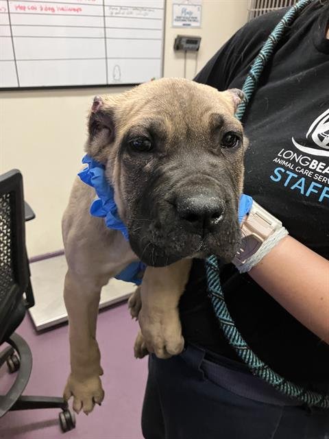 *LOUEY - Cane Corso Mastiff available for adoption