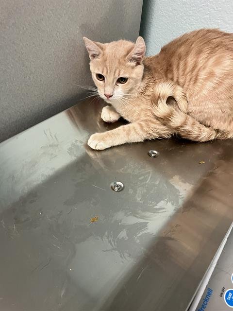 *BLONDIE - Domestic Short Hair available for adoption