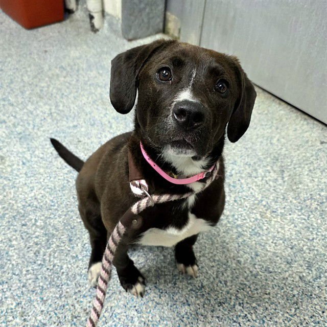 MOCHI - Labrador Retriever / Dachshund available for adoption