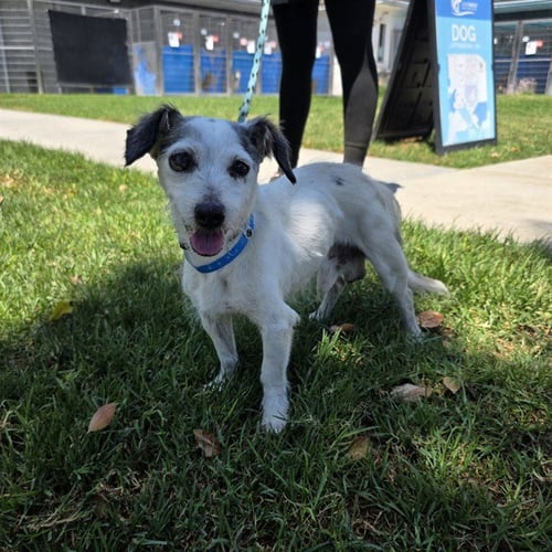 *EDDY - Jack Russell Terrier (Parson Russell Terrier) available for adoption