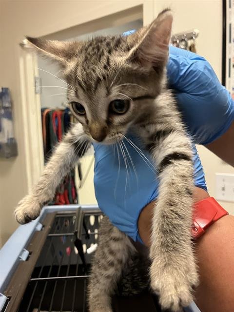 *SOKKA - Domestic Short Hair available for adoption