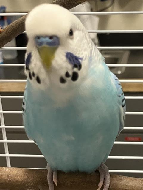 KOO KOO - Parakeet - Other available for adoption