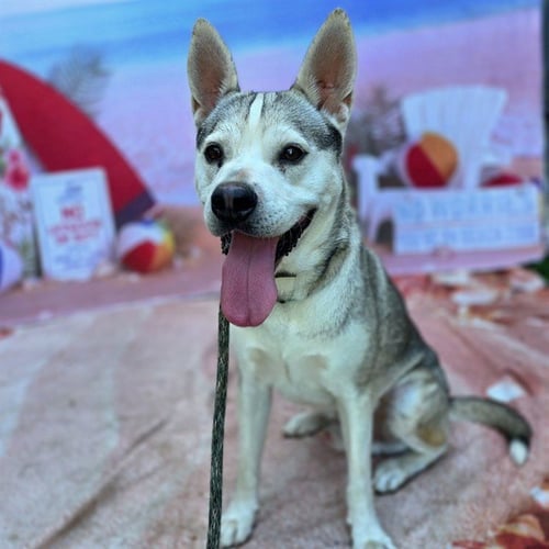 *REX - Siberian Husky available for adoption