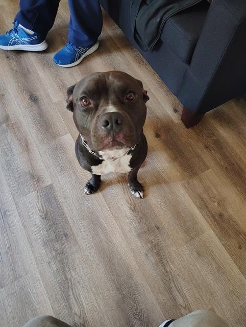 *THANOS - Pit Bull Terrier available for adoption