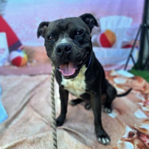 *NATHANIEL - Pit Bull Terrier available for adoption