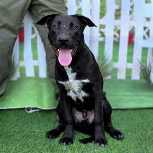 *JASPER - Labrador Retriever available for adoption