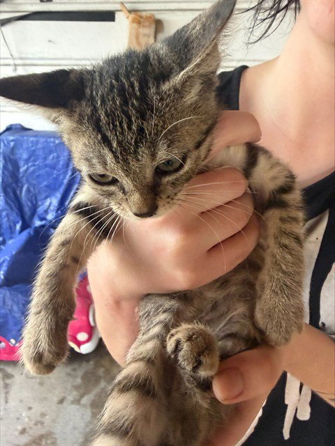 KITTEN 1