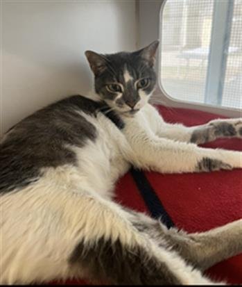 28-SNOW - Domestic Short Hair available for adoption