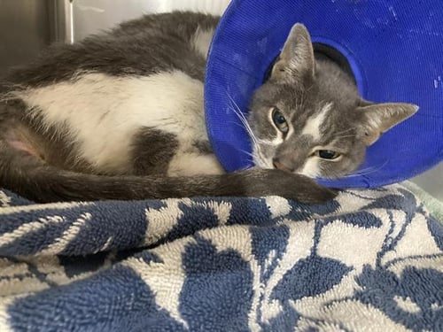 28-SNOW - Domestic Short Hair available for adoption
