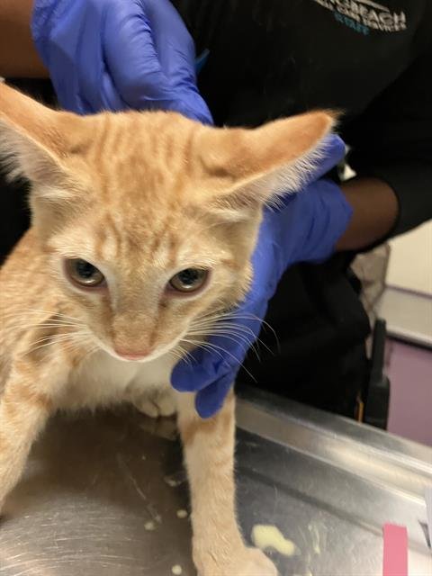 *MORPHEUS - Domestic Short Hair available for adoption