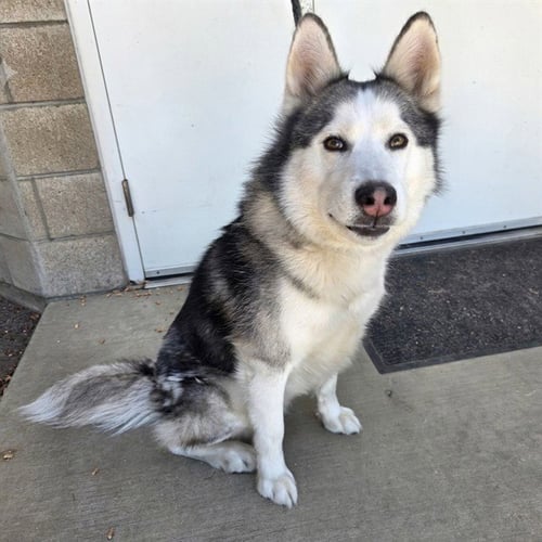 *GORDI - Siberian Husky available for adoption