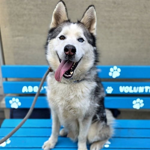 *GORDI - Siberian Husky available for adoption