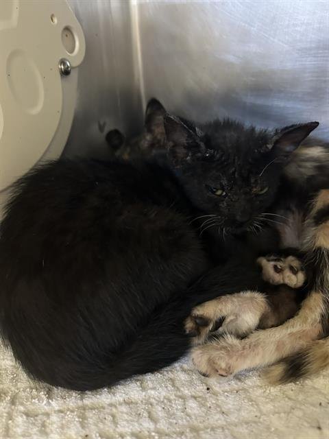 *PISTON - Domestic Short Hair available for adoption