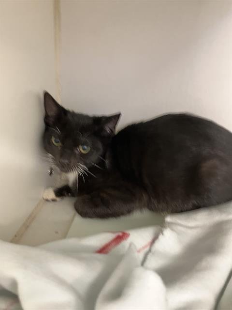 *PISTON - Domestic Short Hair available for adoption